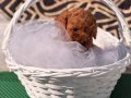 Toy Poodle Kore Kan 