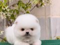 Teddy Bear Boo