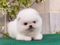 Teddy Bear Boo