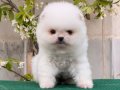 Teddy Bear Boo