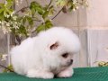 Teddy Bear Boo