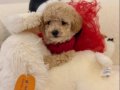 Süper Mini Kore Kan Maltipoo