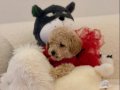 Süper Mini Kore Kan Maltipoo