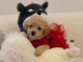 Süper Mini Kore Kan Maltipoo