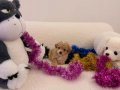 Süper Mini Kore Kan Maltipoo