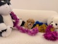 Süper Mini Kore Kan Maltipoo