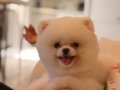 Teddy Bear Yavrusu
