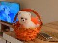 Teddy Bear Yavrusu