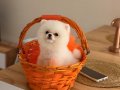 Teddy Bear Yavrusu