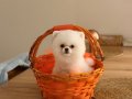 Teddy Bear Yavrusu
