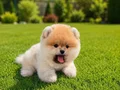 Teddy bear ayı surat