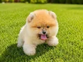 Teddy bear ayı surat