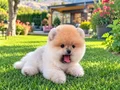 Teddy bear ayı surat
