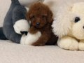 Süper mini toy poodle 