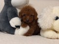 Süper mini toy poodle 