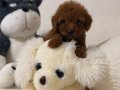 Süper mini toy poodle 