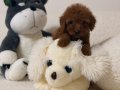 Süper mini toy poodle 