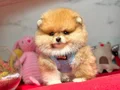 Teddy yavrularımız minik boy