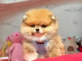 Teddy yavrularımız minik boy