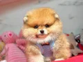 Teddy yavrularımız minik boy