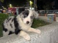 EĞİTİMLİ SAFKAN A KALİTE BORDER COLLIE YAVRULAR