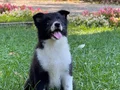EĞİTİMLİ SAFKAN A KALİTE BORDER COLLIE YAVRULAR
