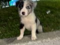 EĞİTİMLİ SAFKAN A KALİTE BORDER COLLIE YAVRULAR