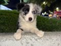 EĞİTİMLİ SAFKAN A KALİTE BORDER COLLIE YAVRULAR