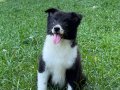 EĞİTİMLİ SAFKAN A KALİTE BORDER COLLIE YAVRULAR