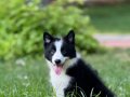 EĞİTİMLİ SAFKAN A KALİTE BORDER COLLIE YAVRULAR
