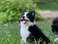 EĞİTİMLİ SAFKAN A KALİTE BORDER COLLIE YAVRULAR
