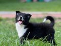 EĞİTİMLİ SAFKAN A KALİTE BORDER COLLIE YAVRULAR