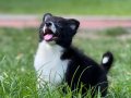 EĞİTİMLİ SAFKAN A KALİTE BORDER COLLIE YAVRULAR