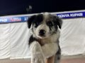 EĞİTİMLİ SAFKAN A KALİTE BORDER COLLIE YAVRULAR