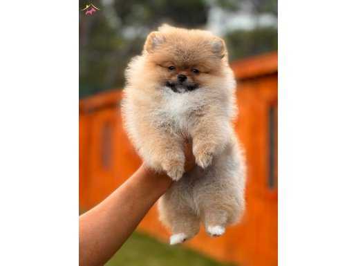 Orjinal pomeranian 