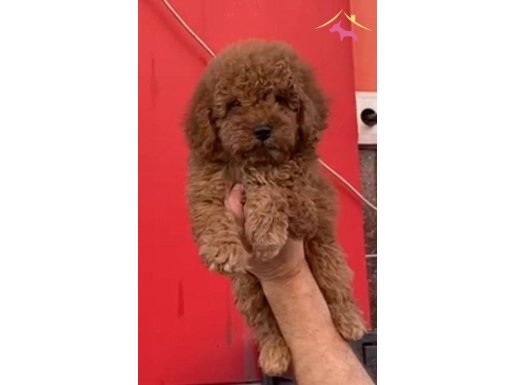 Poodle red brown 