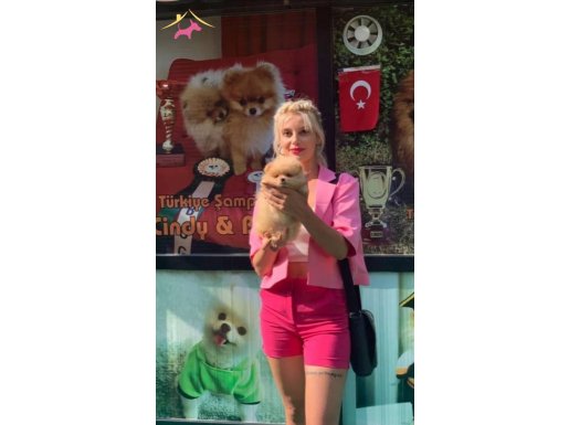 Orjinal pomeranian 