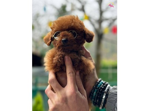 Kore orjinal micro poodle 