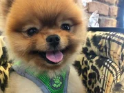 Orjinal pomeranian 