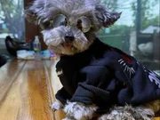 Türkiyenin en mini micro poodle lari 