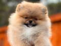 Orjinal pomeranian 