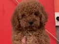 Poodle red brown 