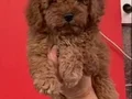 Poodle red brown 