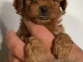Poodle red brown 