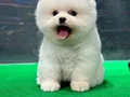 Minik biblolar