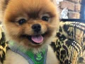 Orjinal pomeranian 
