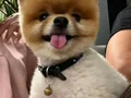 Orjinal pomeranian 