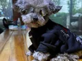 Türkiyenin en mini micro poodle lari 