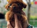 Kore orjinal micro poodle 