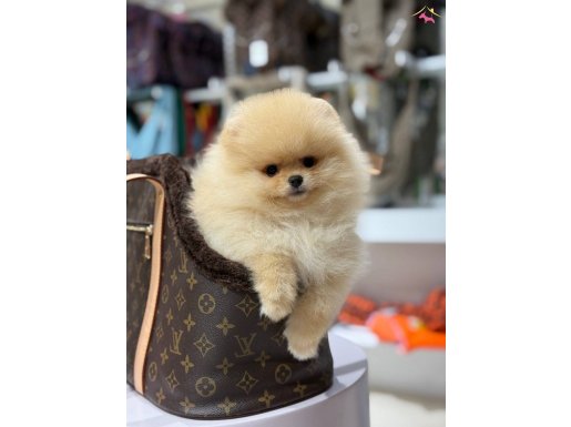 Garantili Teddy Face bebekler